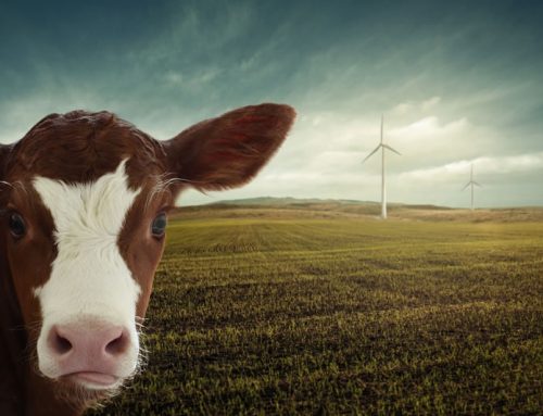 Byron Shire Council Low Carbon Strategy